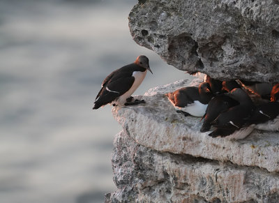 Common Murre (Uria aalge)