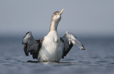 White-billed Diver, Gavia adamsii, Vitnbbad islom