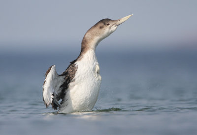 White-billed Diver, Gavia adamsii, Vitnbbad islom