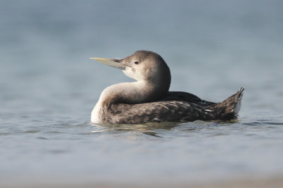 White-billed Diver, Gavia adamsii, Vitnbbad islom