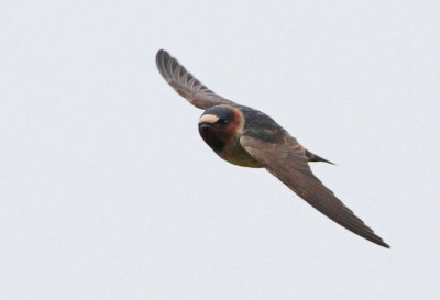 Clif Swallow, Petrochelidon pyrrhonota. Stensvala