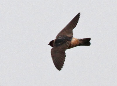 Clif Swallow, Petrochelidon pyrrhonota. Stensvala