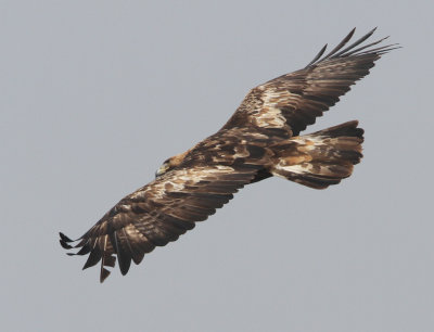 Golden Eagle, Aquila chrysaetos. Kungsörn