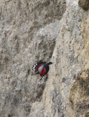 Wallcreeper, Tichodroma muraria  Murkrypare