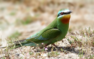 Blue-cheeked Bee-eater, Merops persicus         Grön biätare
