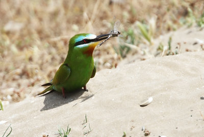 Blue-cheeked Bee-eater, Merops persicus         Grön biätare