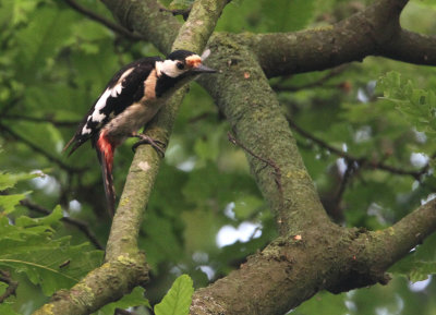 Syrian Woodpecker, Dendrocopos syriacus   Balkanspett