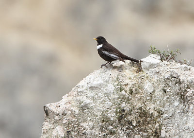 Ring Ouzel, Turdus torquatus amicorum  Ringtrast