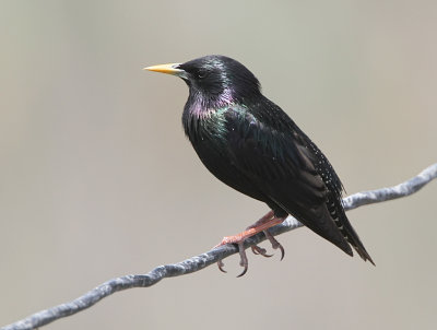 Common Starling, Sturnus vulgaris nobilior   Stare