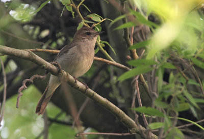Common Nightingale, Luscinia megarhynchos  Sydnäktergal