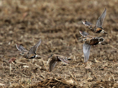 Eurasian Dotterel (Fjllpipare)