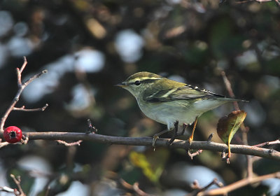 Yellow-browed Warbler, Phylloscopus inornatus TAJGASÅNGARE