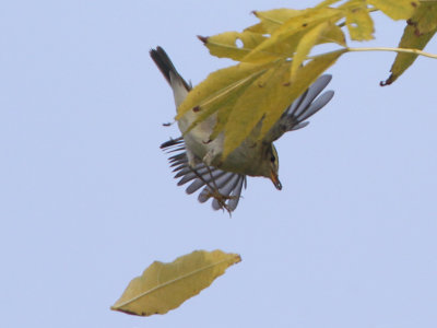 Yellow-browed Warbler, Phylloscopus inornatus  TAJGASÅNGARE