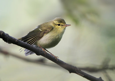 Green Warbler,  Phylloscopus nitidus Kaukasisk lundsngare