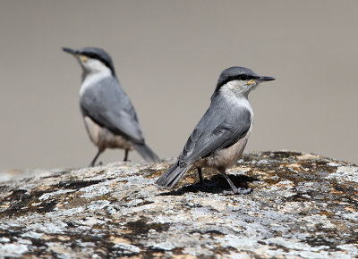 Western Rock Nuthatch, Sitta neumayer  KLIPPNTVCKA