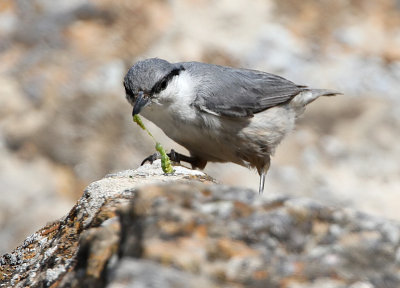 Western Rock Nuthatch, Sitta neumayer  KLIPPNTVCKA