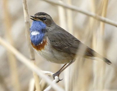 Bluethroat Luscinia svecica cyanecula, Vitstjrnig blhake