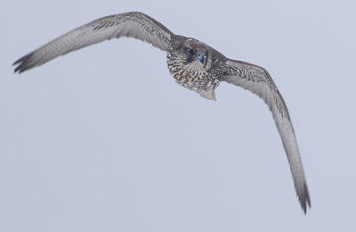 Gyr Falcon Falco rusticolus, Jaktfalk