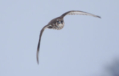 Gyr Falcon Falco rusticolus, Jaktfalk