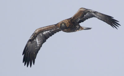 Golden Eagle Aquila chrysaetos, Kungsörn