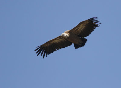 Eurasian Griffon Vulture Gyps fulvus, Gsgam