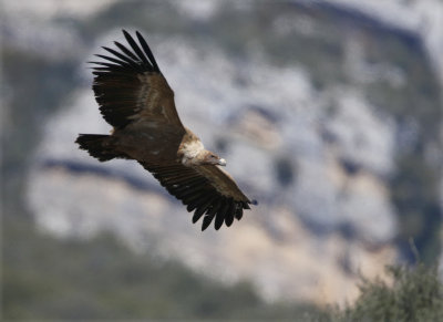 Eurasian Griffon Vulture Gyps fulvus, Gsgam