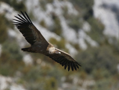 Eurasian Griffon Vulture Gyps fulvus, Gsgam