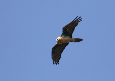 Lammergeier Gypaetus barbatus, lammgam