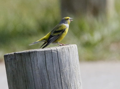 Citril Finch Serinus citrinella, Citronsiska