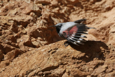 Wallcreeper Tichodroma muraria, Murkrypare