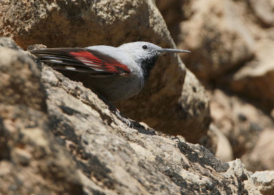 Wallcreeper Tichodroma muraria, Murkrypare