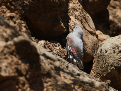 Wallcreeper Tichodroma muraria, Murkrypare