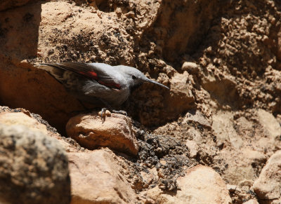 Wallcreeper Tichodroma muraria, Murkrypare