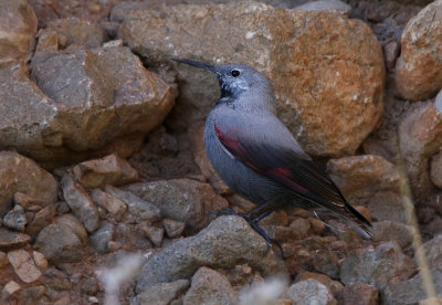 Wallcreeper Tichodroma muraria, Murkrypare