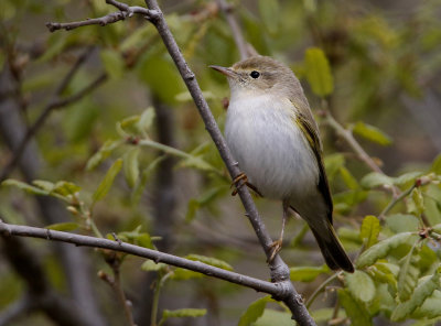 Western Bonelli's Warbler Phylloscopus bonelli, Bergsngare