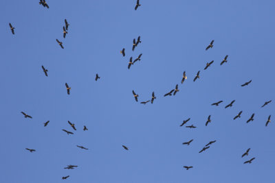 Black Kite Milvus migrans, Brun glada