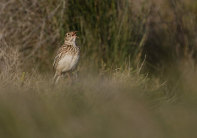 Dupont's Lark Chersophilus duponti, Dupontlrka