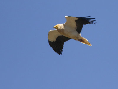 Egyptian Vulture Neophron percnopterus, Smutsgam