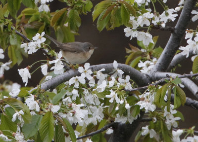 Western Subalpine Warbler Sylvia inornata, Rostsngare