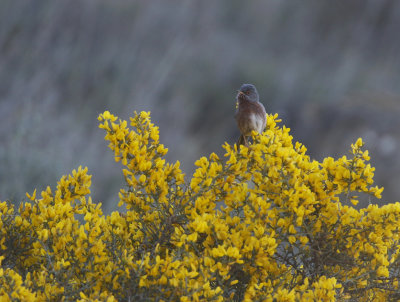 Western Subalpine Warbler Sylvia inornata, Rostsngare