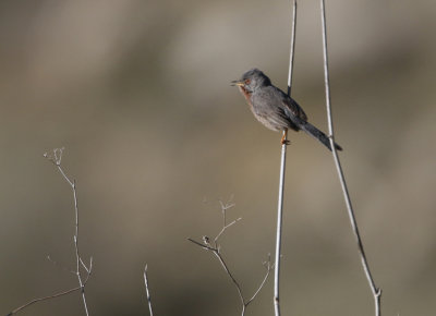 Western Subalpine Warbler Sylvia inornata, Rostsngare