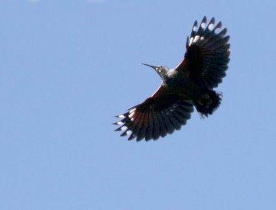 Wallcreeper Tichodroma muraria, Murkrypare