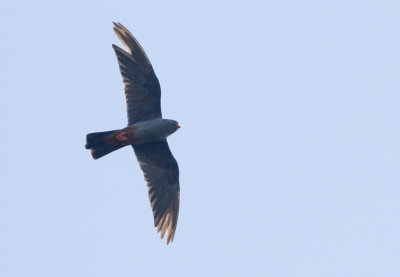 Red-footed Falcon, Falco vespertinus  Aftonfalk