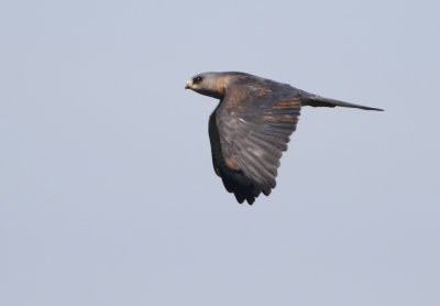 Levant Sparrowhawk, Accipiter brevipes Balkanhk