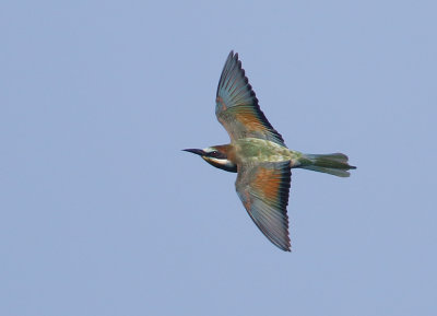 European Bee-eater, Merops apiaster  Bitare