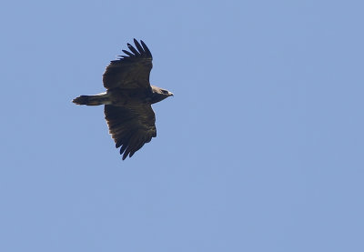 Lesser Spotted Eagle, Aquila pomarina Mindre Skrikrn