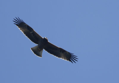 Booted Eagle, Aquila pennata Dvrgrn