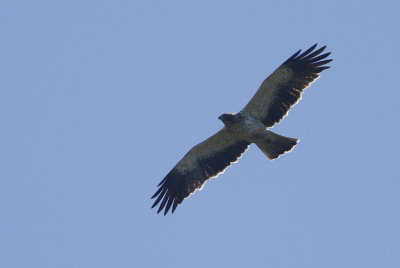 Booted Eagle, Aquila pennata Dvrgrn