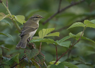 Willow Warbler, Phylloscopus trochilus  Lvsngare