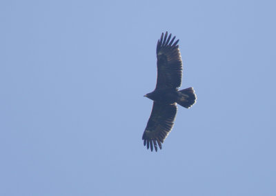 Lesser Spotted Eagle, Aquila pomarina Mindre Skrikrn
